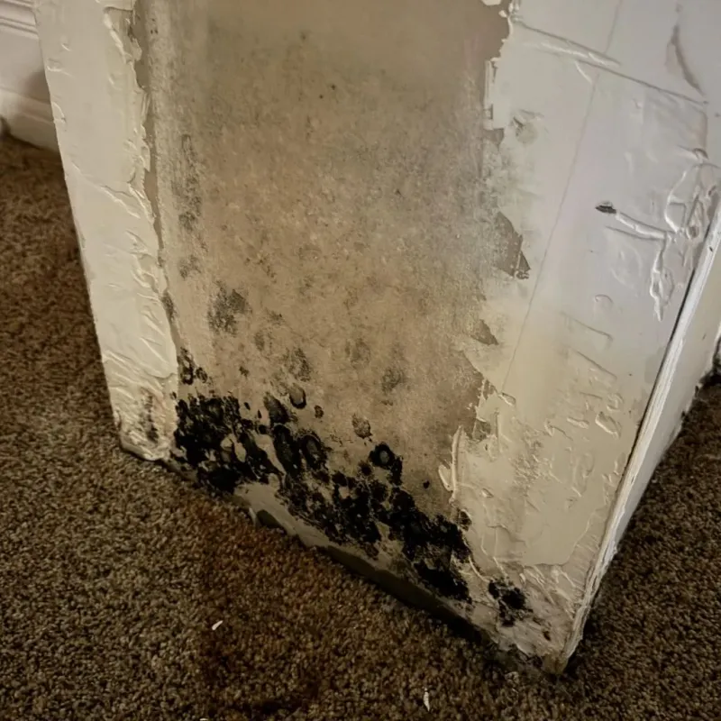 Professional Mold Removal in Taylors, SC